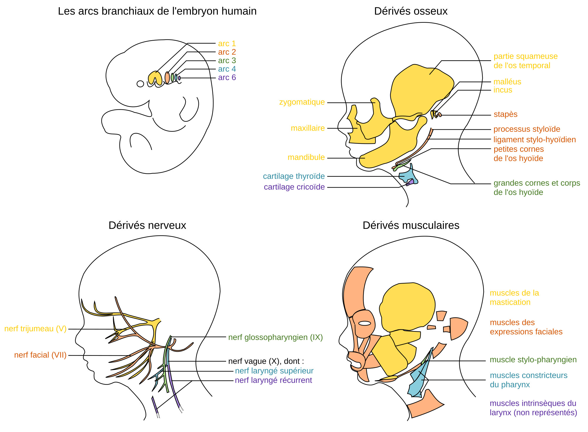 Les arcs pharyngiens de l’embryon humain, témoins de l’évolution
